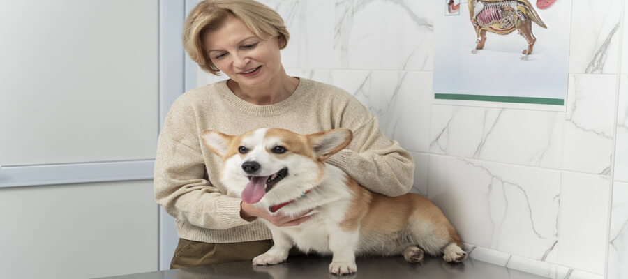 10 Things You Didn’t Know About Caring for Senior Dogs